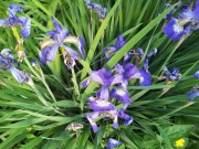 Ирис сибирский