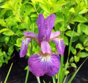 Ирис сибирский