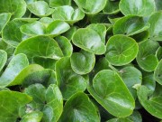 Копытень европейский