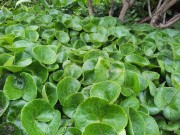 Копытень европейский