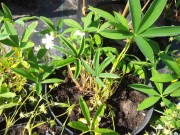 Лапчатка белая