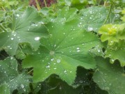 Манжетка мягкая