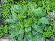 Чистец Монье