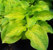 Silver Threads аnd Golden Needles