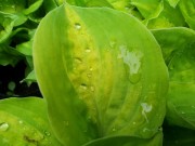 Silver Threads аnd Golden Needles
