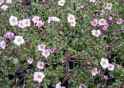 Камнеломка Арендса