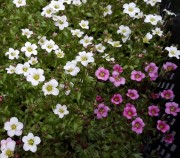 Камнеломка Арендса