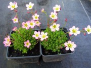 Камнеломка Арендса