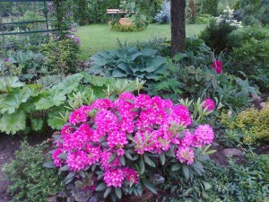 Весна. Зацвел рододендрон.