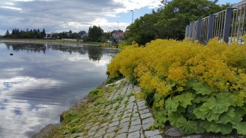 Не много растений комфортно себя чувствуют в Исландии. Манжетка одна из них.