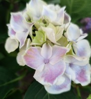 Candy Heart Saxon