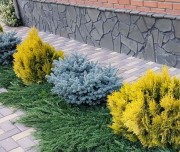 Ель колючая