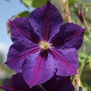 Star of India