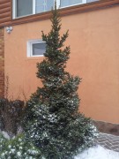 Ель обыкновенная